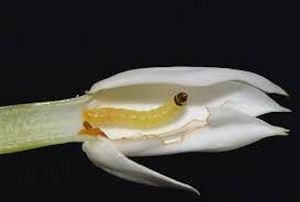 uploads/images/pest/jasmine budworm.jpg